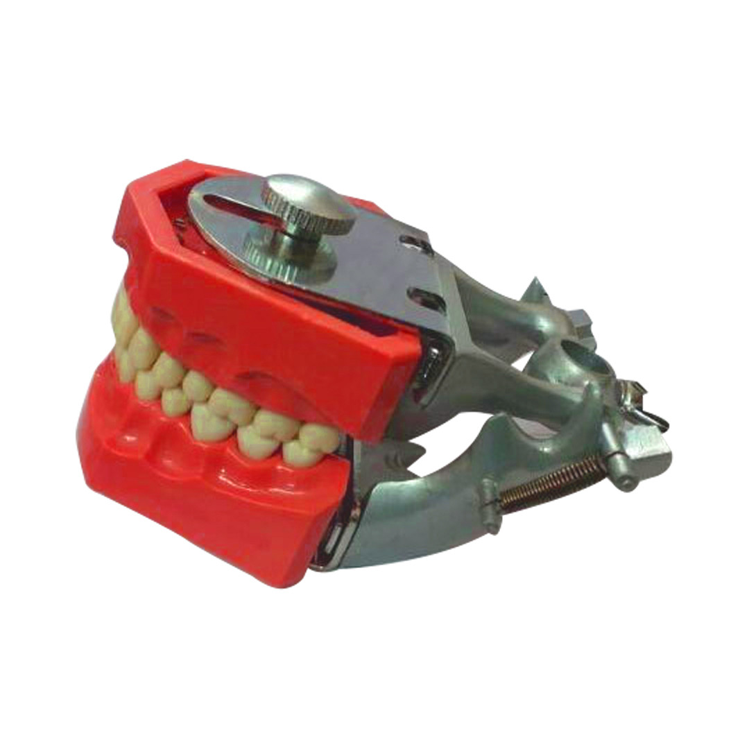 Trulon Typhodont Jaw Set with Articulator Metal Study Model